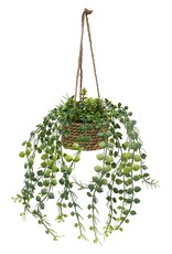 Meravic SALE 11" Sedum and Button Leaf Hanging Pot