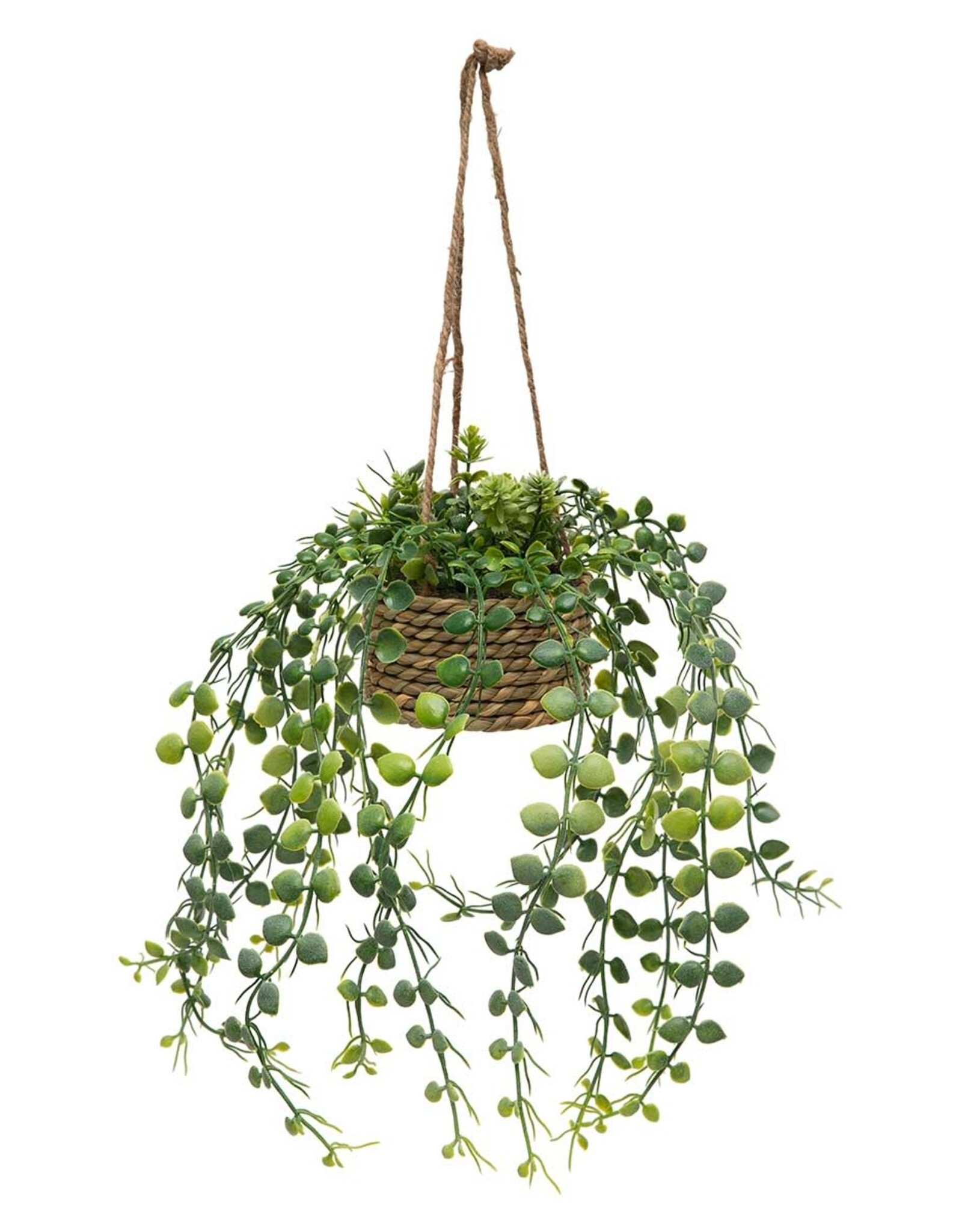 Meravic SALE 11" Sedum and Button Leaf Hanging Pot