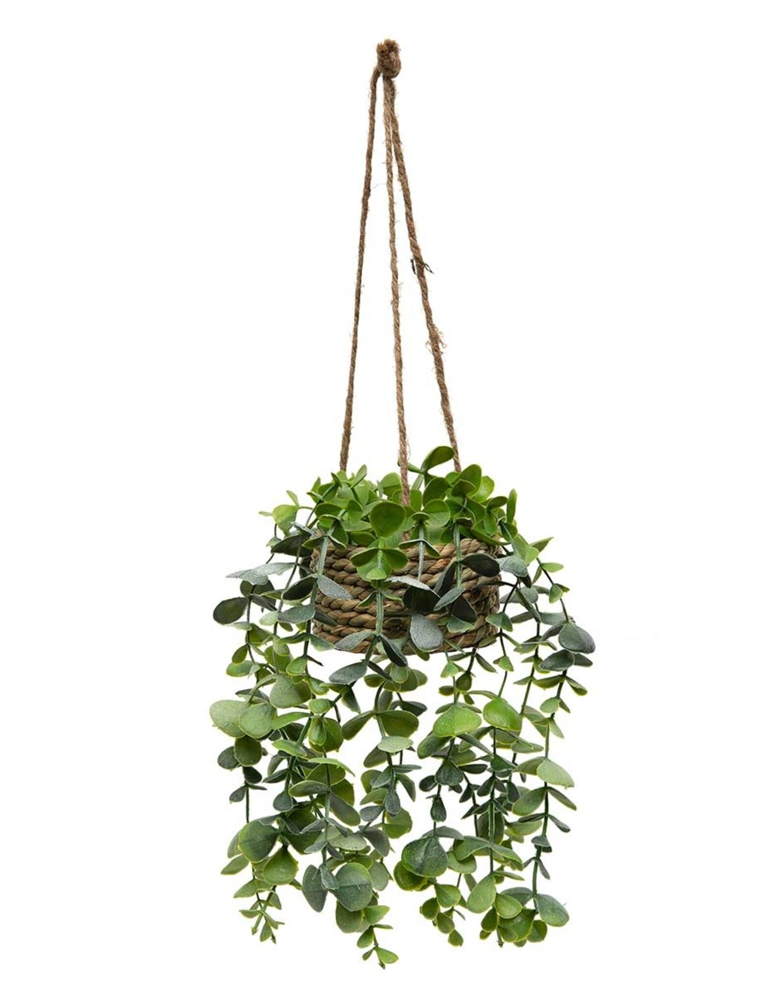 Meravic 10" Eucalyptus Hanging Pot