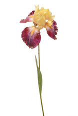 Meravic 32" Bearded Iris Stem - Raspberry