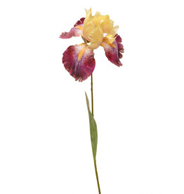 Meravic 32" Bearded Iris Stem - Raspberry