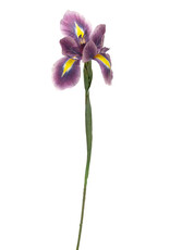 Meravic 31" Dutch Iris Stem - Lavender