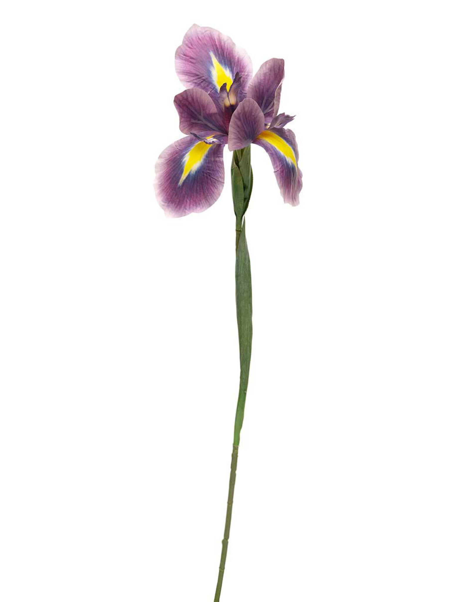 Meravic 31" Dutch Iris Stem - Lavender