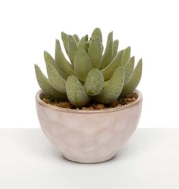 Meravic 3.5" Echeveria Succulent in Pot