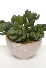Meravic 3" Jade Succulent in Pot