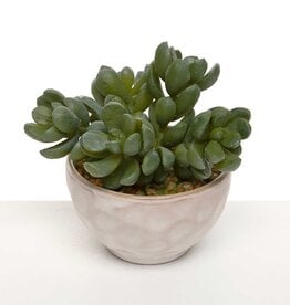 Meravic 3" Jade Succulent in Pot