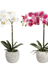 Evergreen Enterprises SALE 18" Orchid in Ceramic Pot