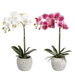 Evergreen Enterprises SALE 18" Orchid in Ceramic Pot