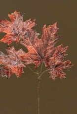 Meravic 11" Dusted Maple Leaf - Rust