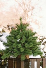 Meravic 20" Squatty Pine Tree with Burlap Base