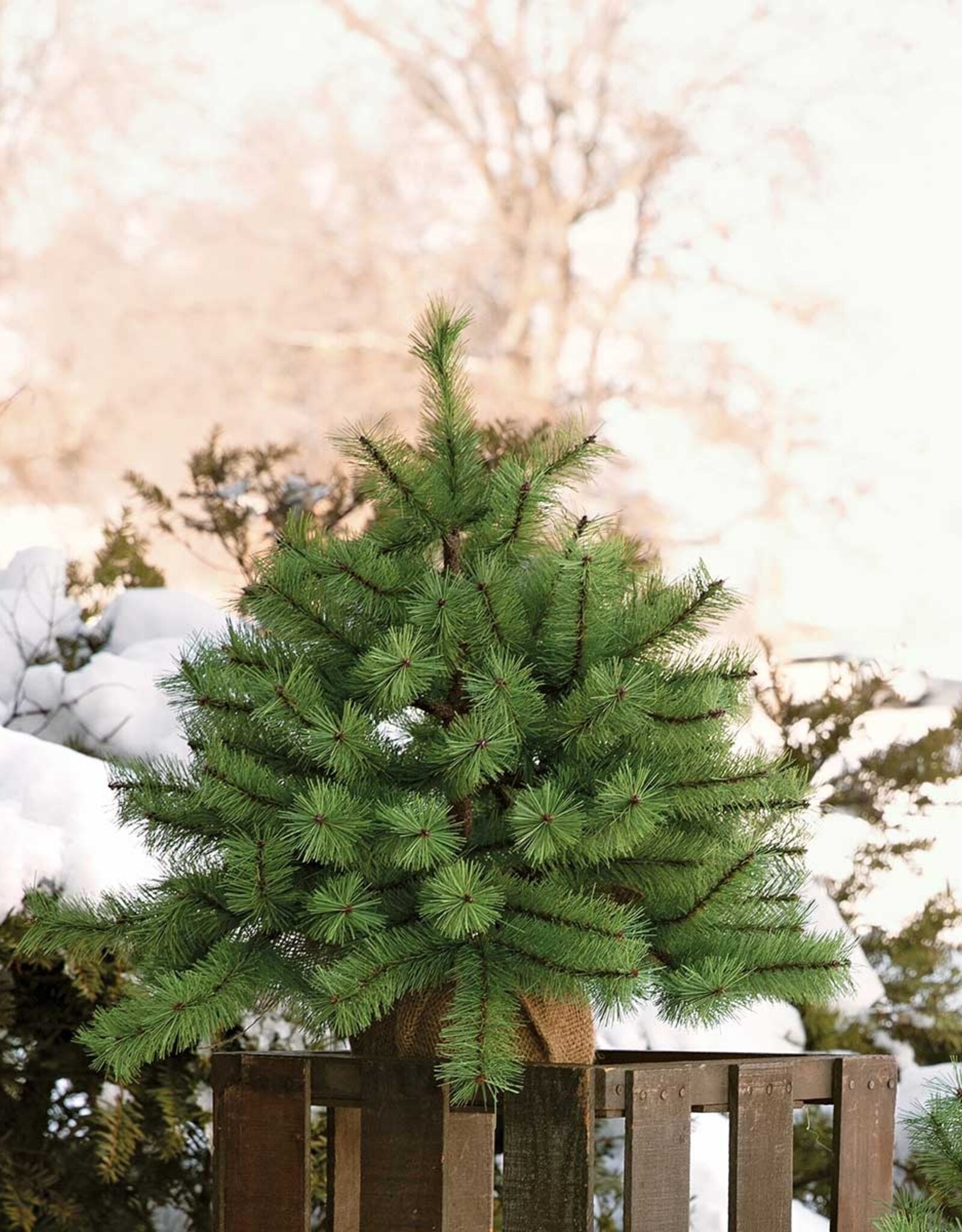 Meravic 20" Squatty Pine Tree with Burlap Base