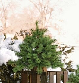 Meravic 20" Squatty Pine Tree with Burlap Base