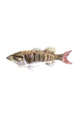 Cabin Critters Smallmouth Bass 10" Stuffed Animal