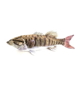 Cabin Critters Smallmouth Bass 10" Stuffed Animal