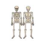 Beistle 4' Vintage Halloween Jointed Skeleton - 1ct.