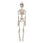 Sunstar Industries Inc. 20" Plastic Movable Skeleton - 1ct.