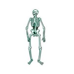 Beistle 4.5' Jointed Halloween Skeleton - 1ct.