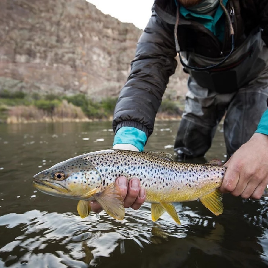 Feral Lyfe Leggings - Brown Trout – Blackfoot River Outfitters