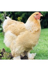 Hue Loco Hue Loco Backyard Chickens