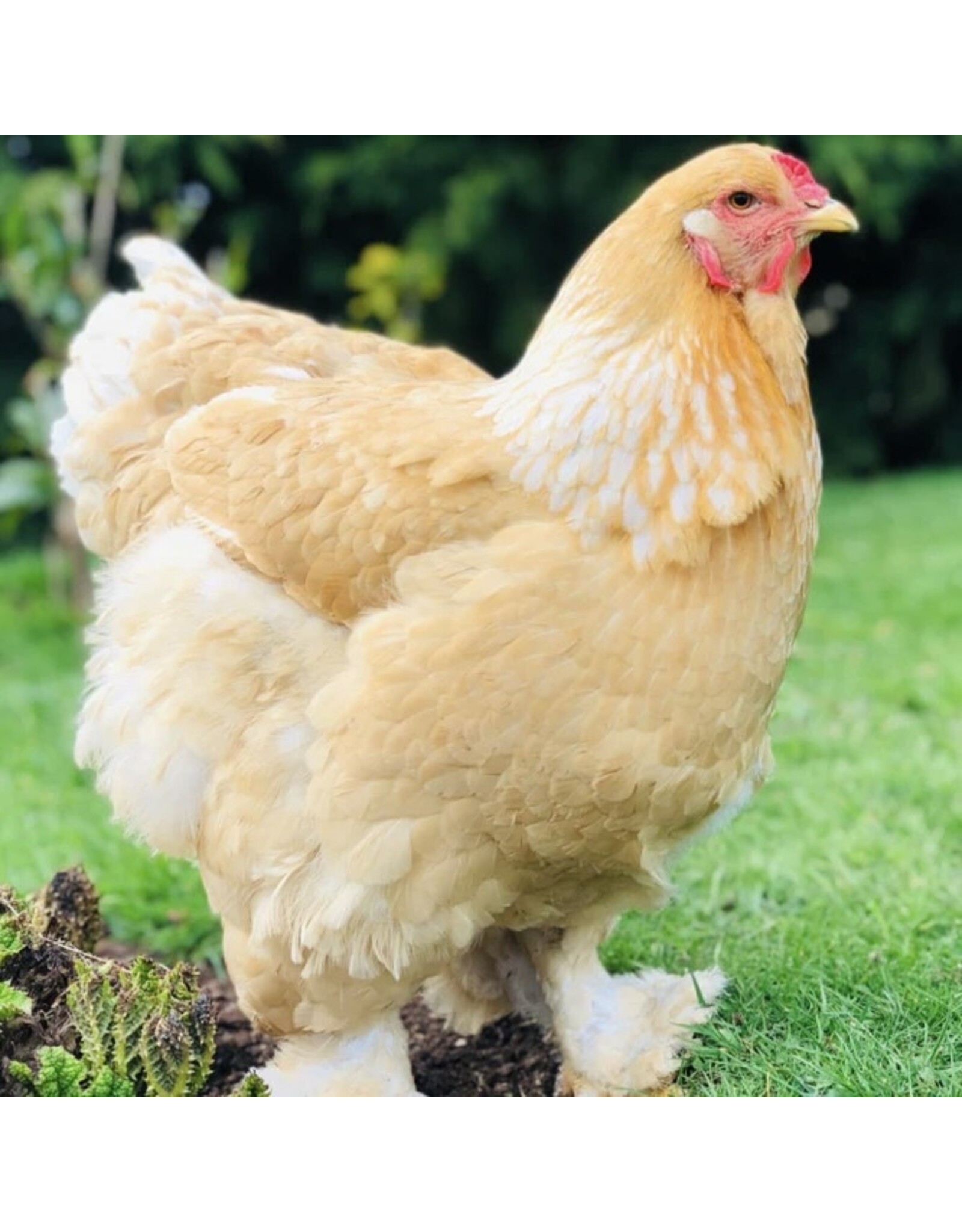 Hue Loco Hue Loco Backyard Chickens