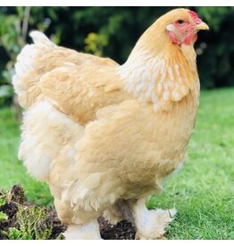 Hue Loco Hue Loco Backyard Chickens