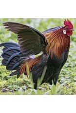 Hue Loco Backyard Chicken Surprise Pop-Up