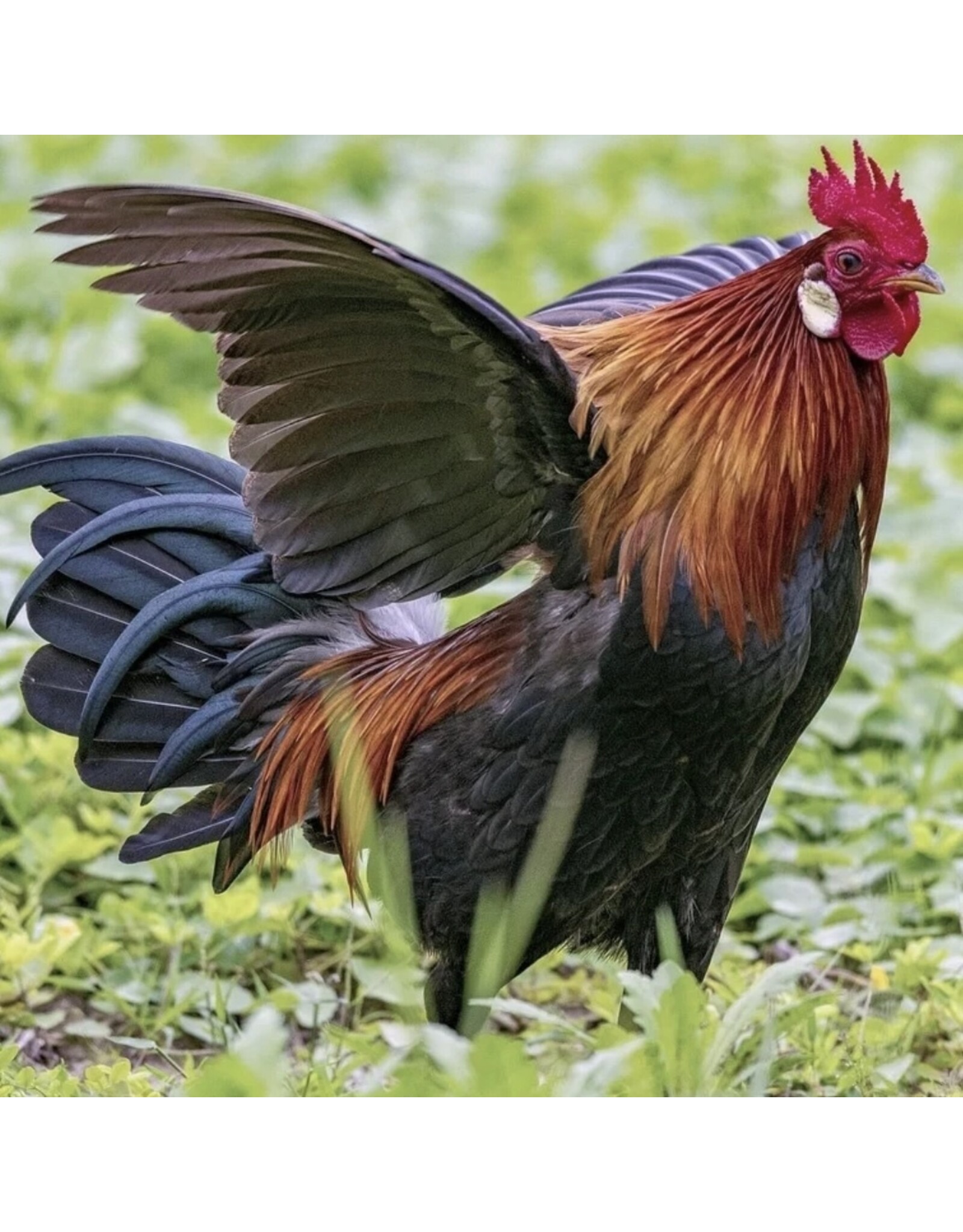 Hue Loco Backyard Chicken Surprise Pop-Up