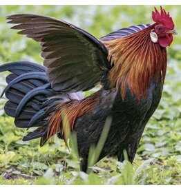 Hue Loco Backyard Chicken Surprise Pop-Up