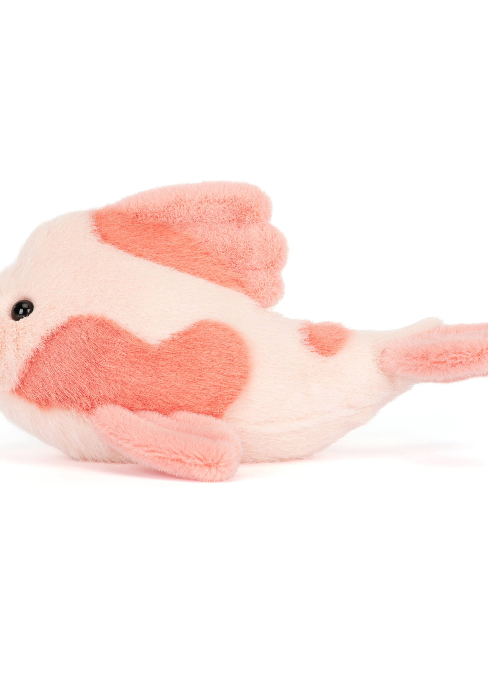 FANCY CARP