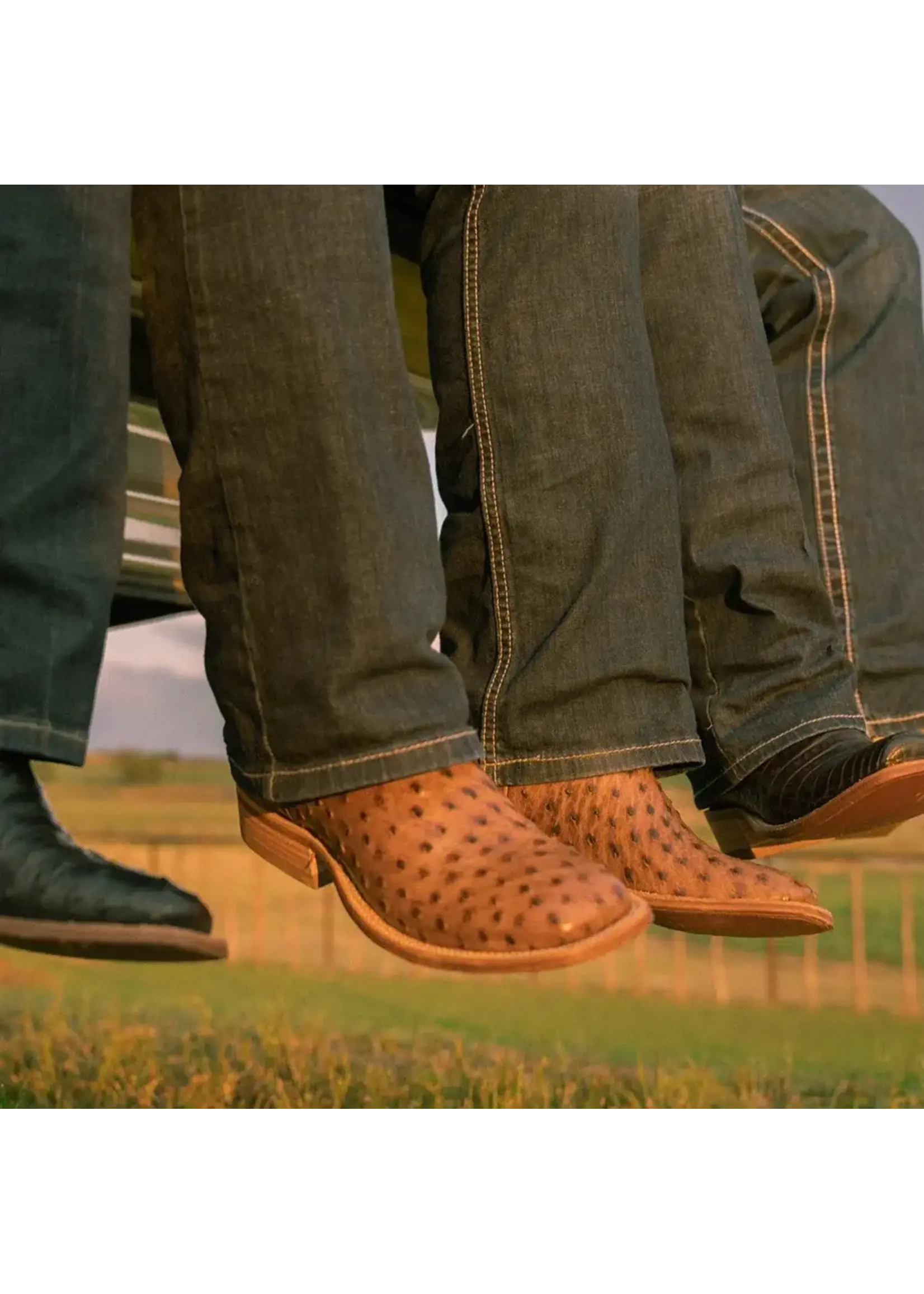 Hyer Hyer Jetmore Tabac FQ Ostrich HM11008