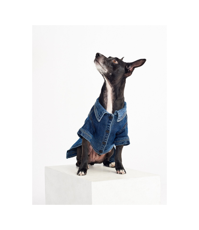 DL1961 Fido Canine Trucker Jacket