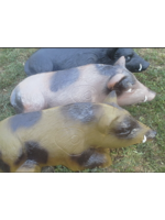Aussie Targets Aussie Raising Pig Target