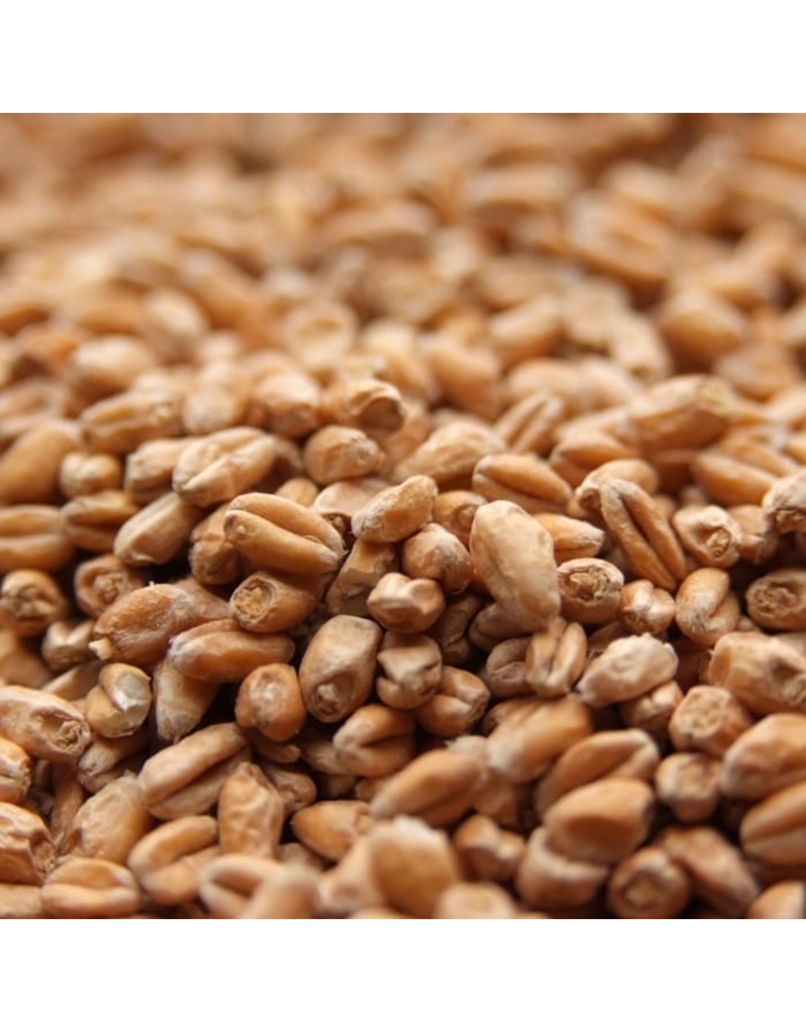 German Wheat Avangard Oz