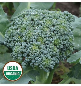 Seed Savers Broccoli - De Cicco (organic)