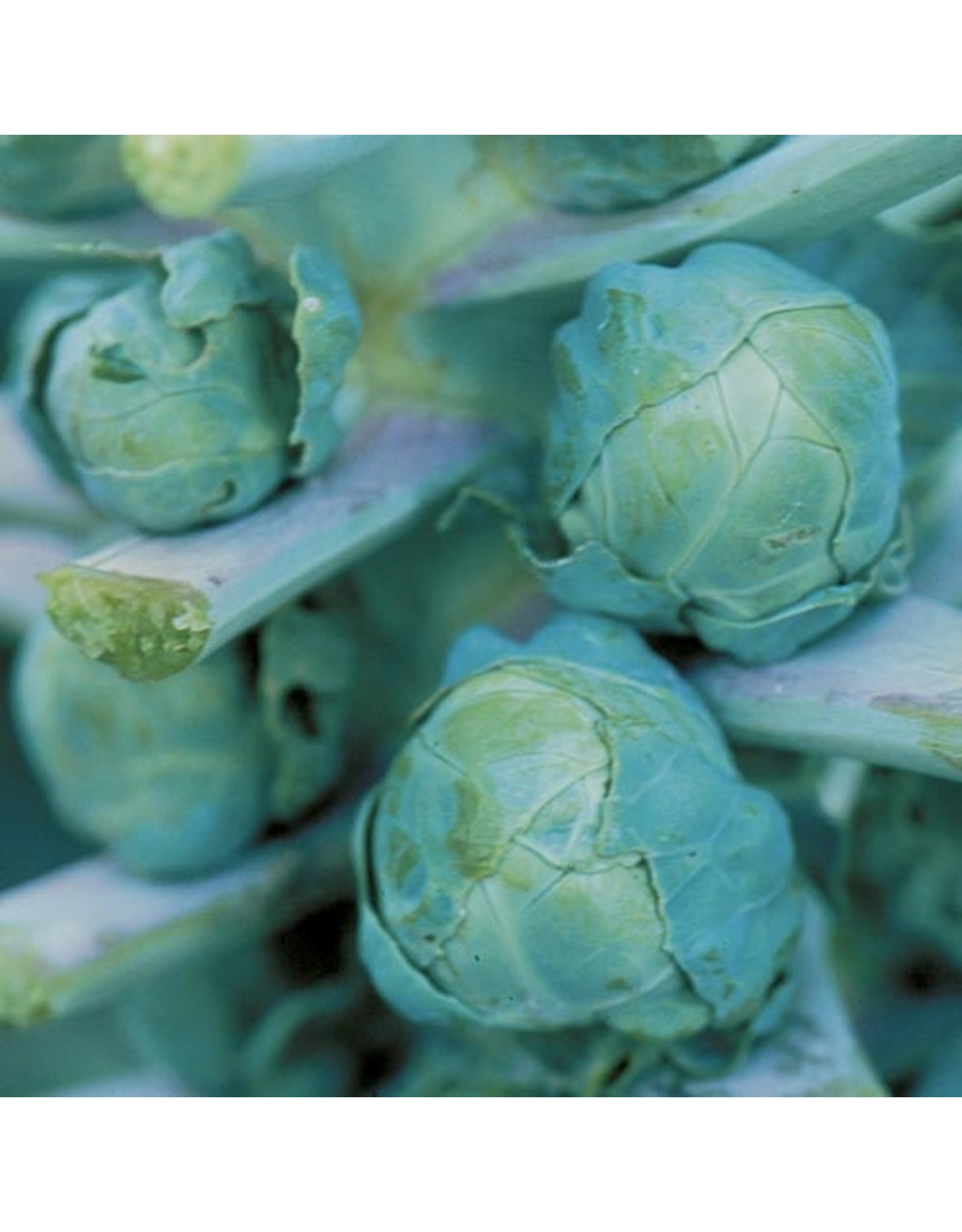 Seed Savers Brussels Sprouts - Long Island Improved
