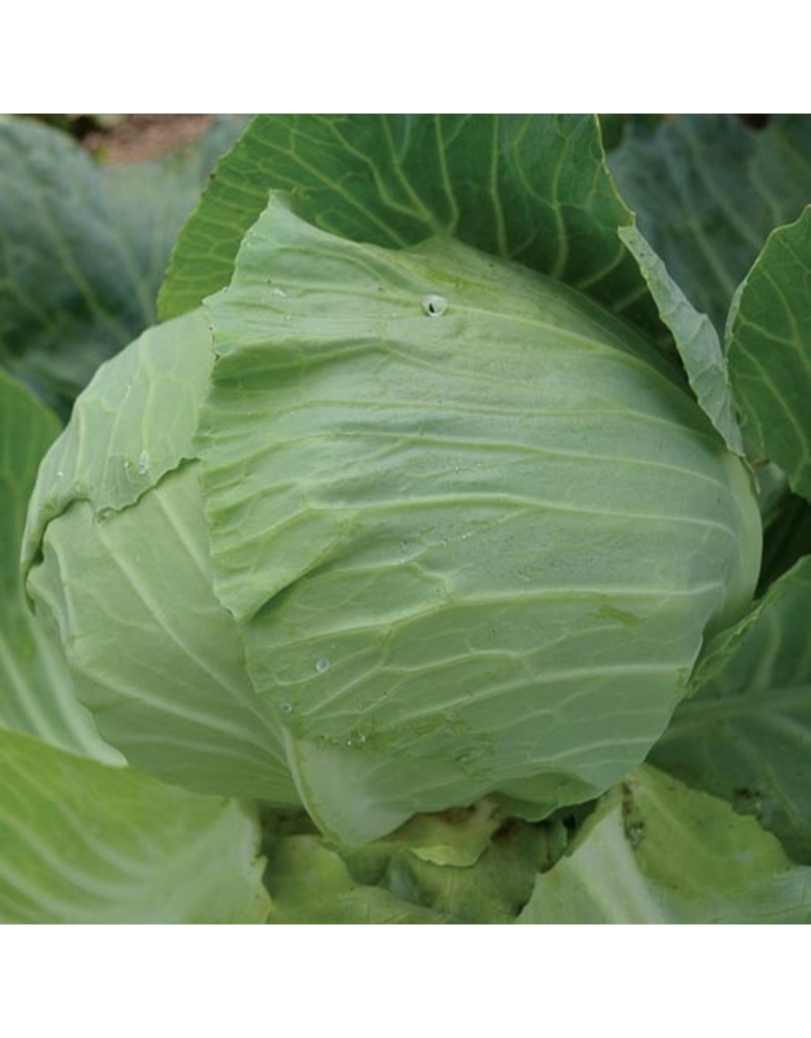 Seed Savers Cabbage - Premium Late Flat Dutch