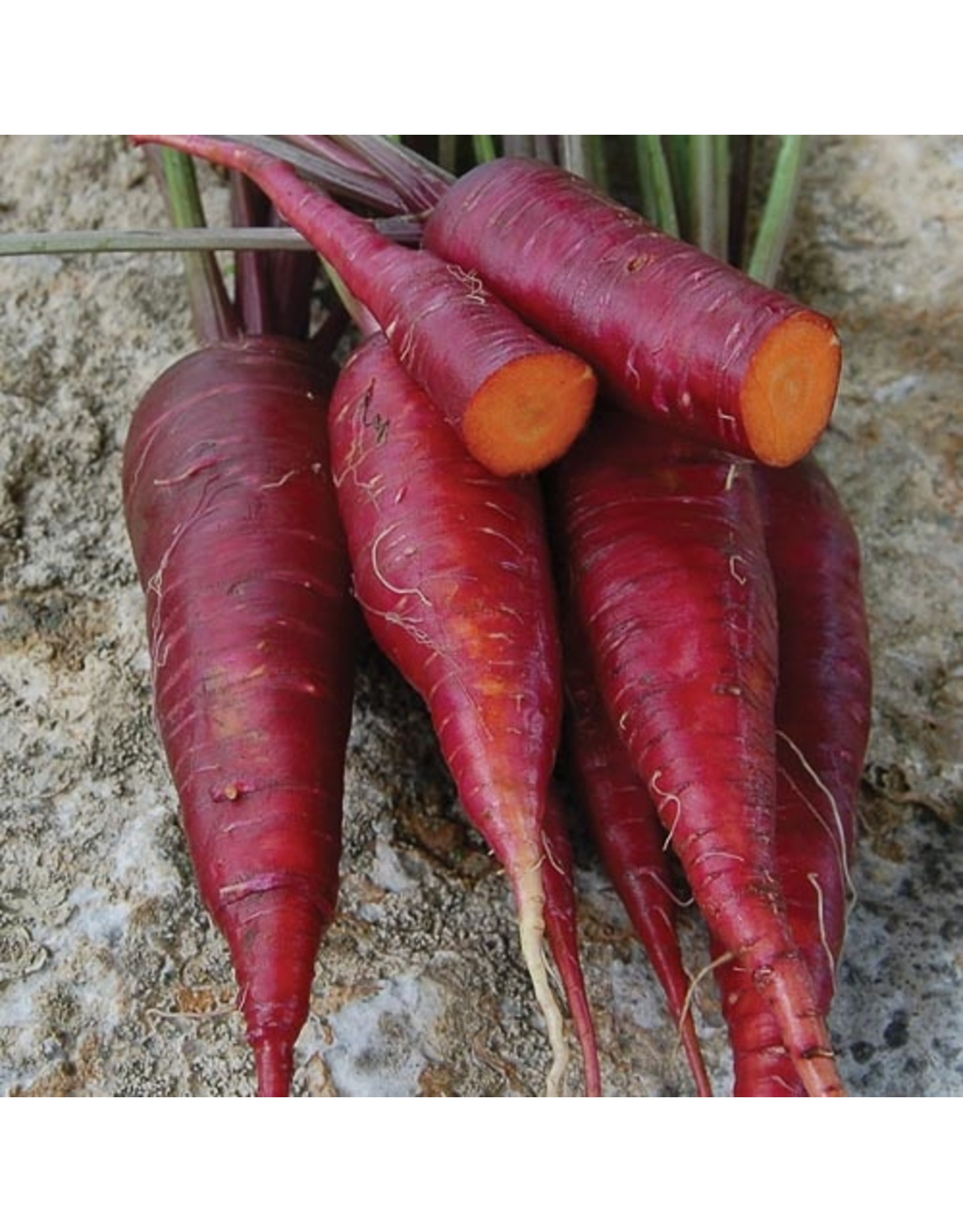 Seed Savers Carrot - Dragon