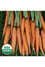 Seed Savers Carrot - Scarlet Nantes (organic)