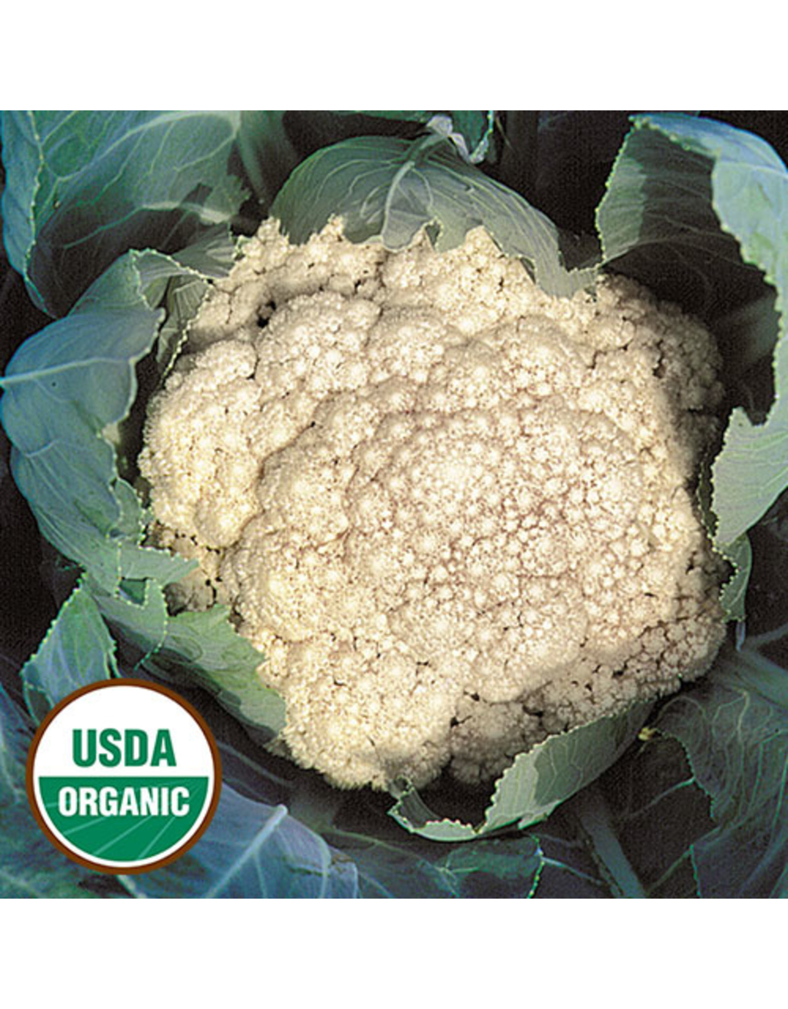 Seed Savers Cauliflower - Early Snowball (organic)