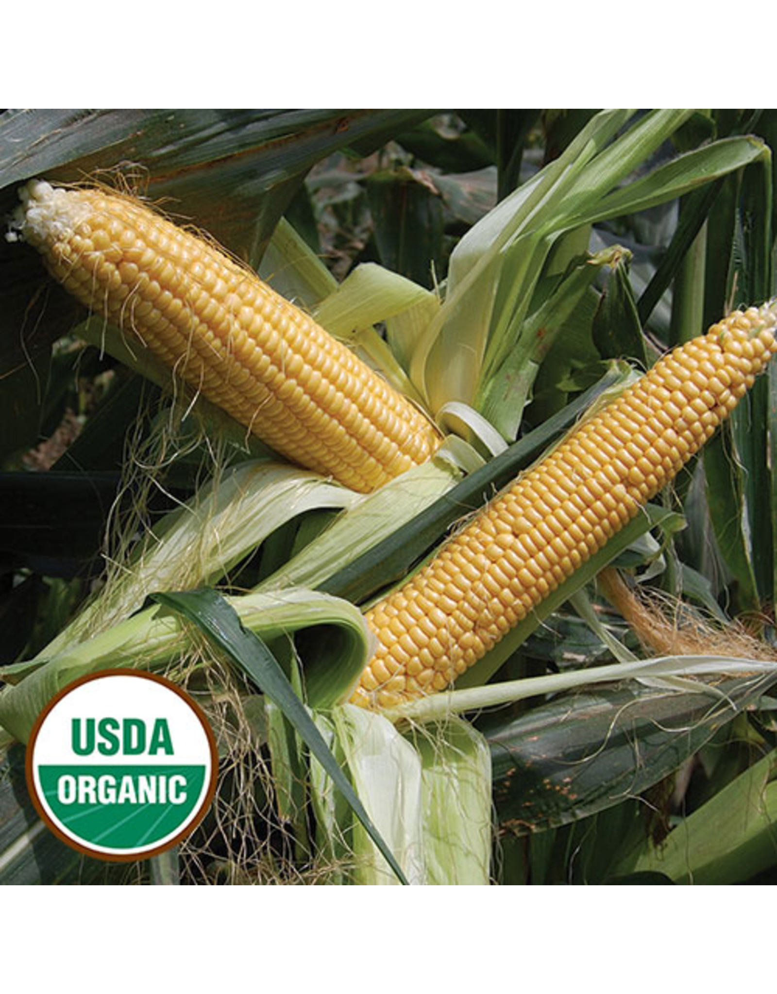 Seed Savers Corn - Golden Bantam Improved (organic)