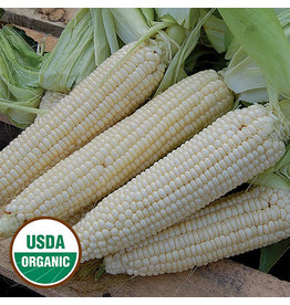 Seed Savers Corn - Stowell's Evergreen (organic)