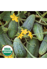 Seed Savers Cucumber - Bushy (organic)