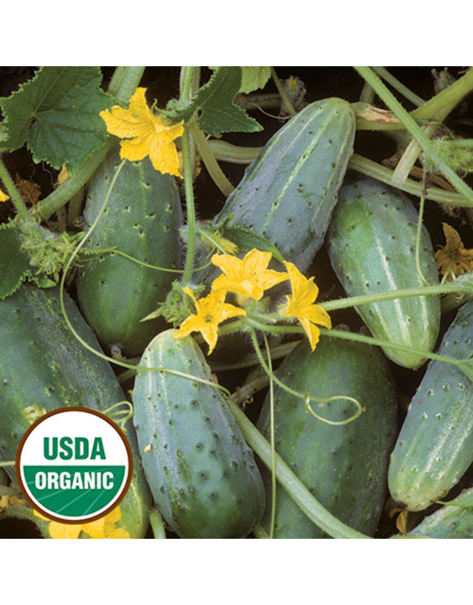 Seed Savers Cucumber - Bushy (organic)