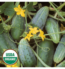 Seed Savers Cucumber - Bushy (organic)