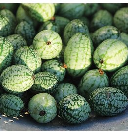 Seed Savers Cucumber - Mexican Sour Gherkin (organic)