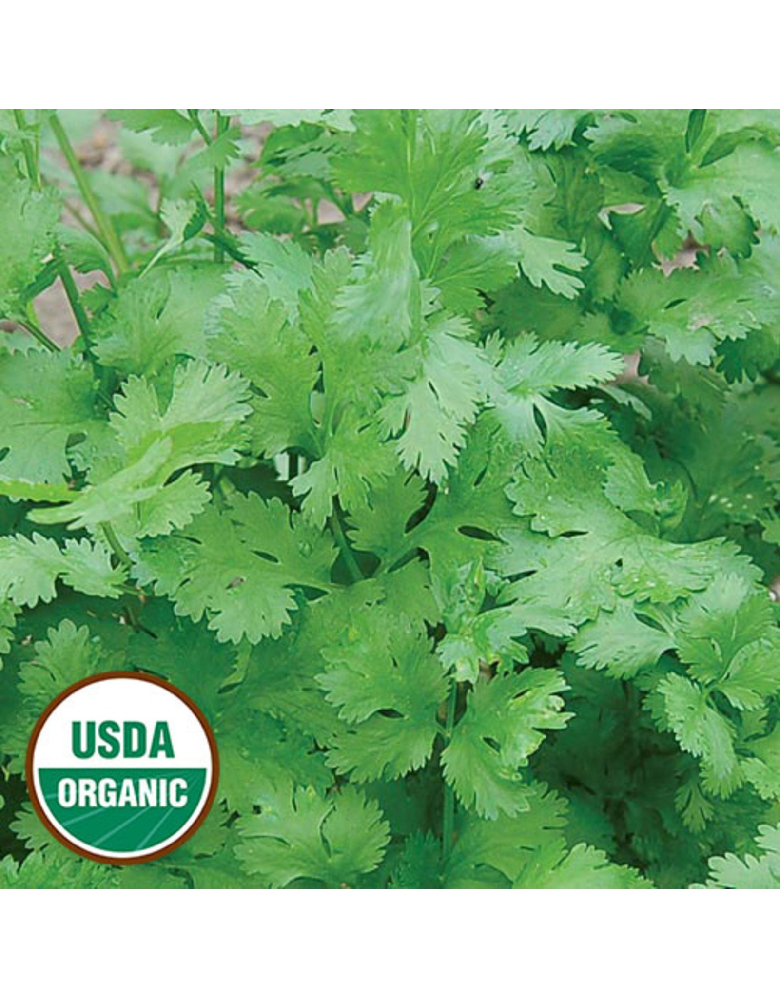 Seed Savers Herb - Cilantro (organic)