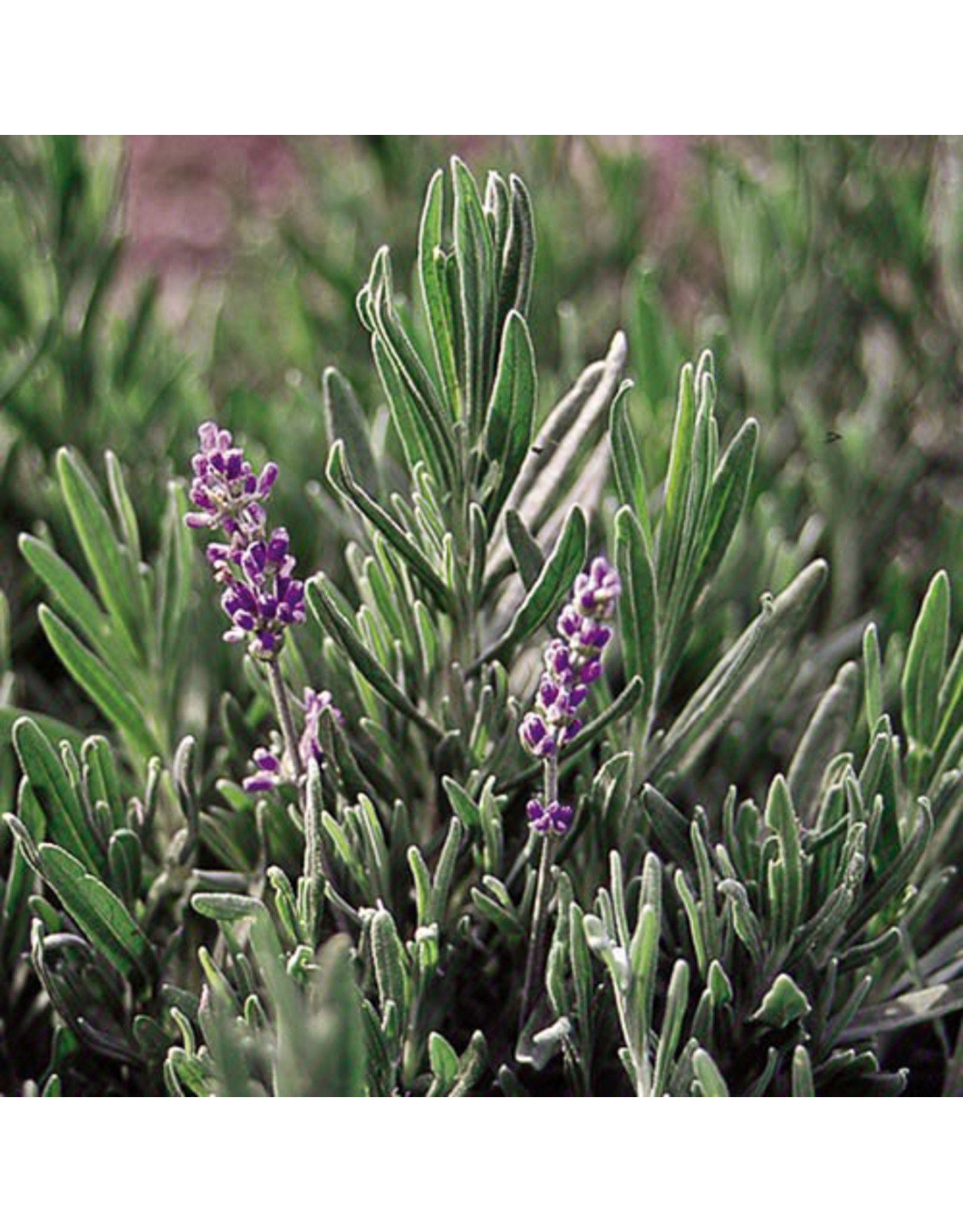 Seed Savers Herb - English Lavender