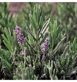 Seed Savers Herb - English Lavender