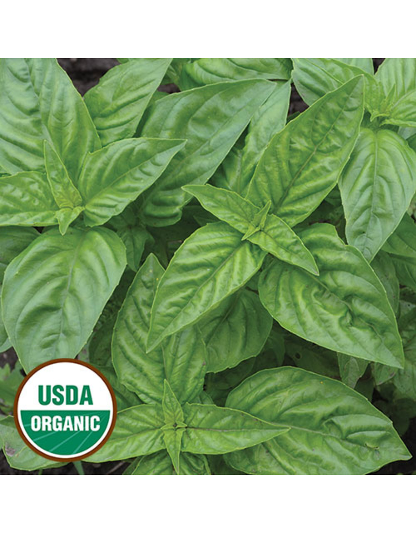 Seed Savers Herb Genovese Basil organic Brew Grow