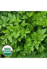 Seed Savers Herb - Giant from Italy Parsley (organic)